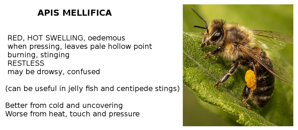 apis mellifica homeopathy
