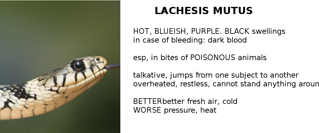 lachesis homeopathy